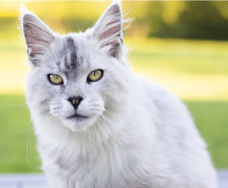 Caesar Mâle Maine coon Caesar Mâle Maine coon