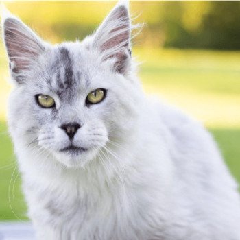 chat Maine coon black silver shaded CAESAR La Jet Pet's Coon chat Maine coon black silver shaded CAESAR La Jet Pet's Coon