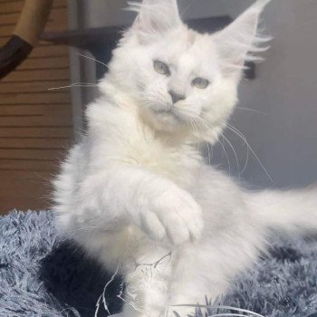 chat Maine coon black silver shaded Marselan La Jet Pet's Coon