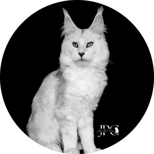 Memel Marselan Mâle Maine coon