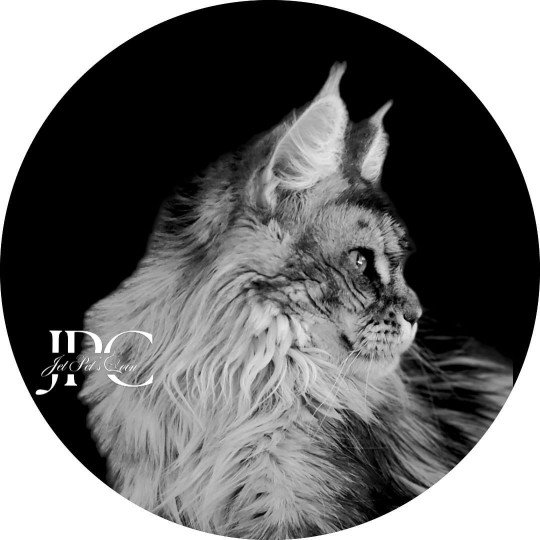 Scarlett Siana Femelle Maine coon