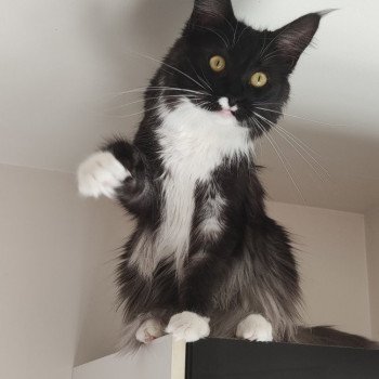 chat Maine coon black smoke & blanc Smoothie Jet Pet's Coon chat Maine coon black smoke & blanc Smoothie Jet Pet's Coon