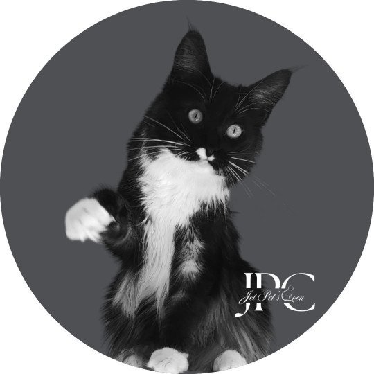 Smoothie Femelle Maine coon