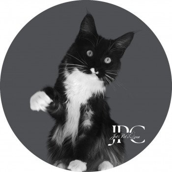 chat Maine coon black smoke & blanc Smoothie Maine Coon La Jet Pet's Coon chat Maine coon black smoke & blanc Smoothie Maine Coon La Jet Pet's Coon