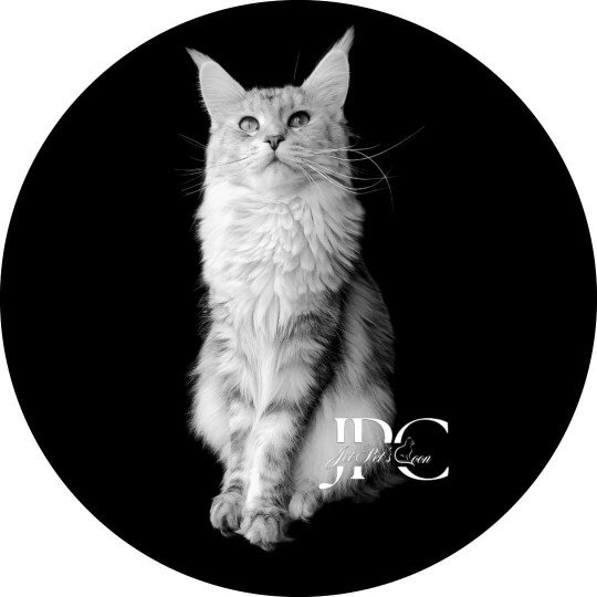 Umilité Femelle Maine coon