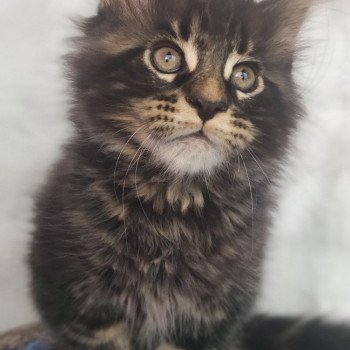 chaton Maine coon brown blotched tabby Wallas La Jet Pet's Coon