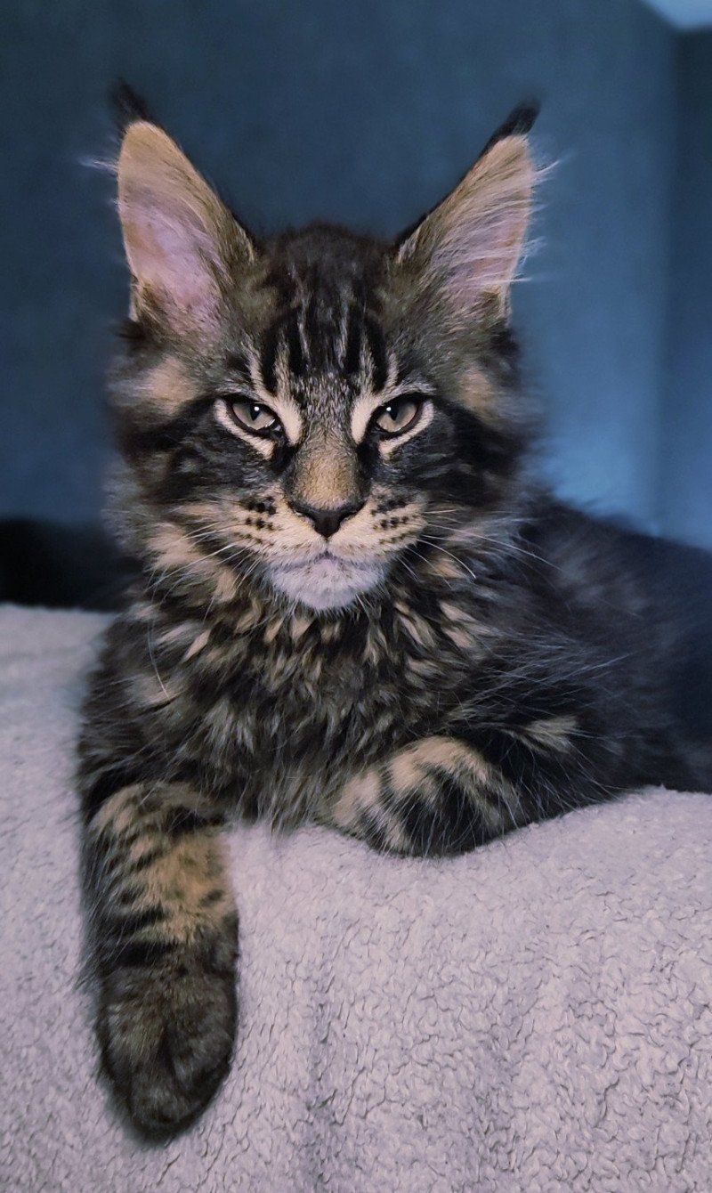 Wallas Jetpet's coon Mâle Maine coon