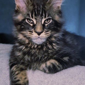 chaton Maine coon brown blotched tabby Wallas La Jet Pet's Coon