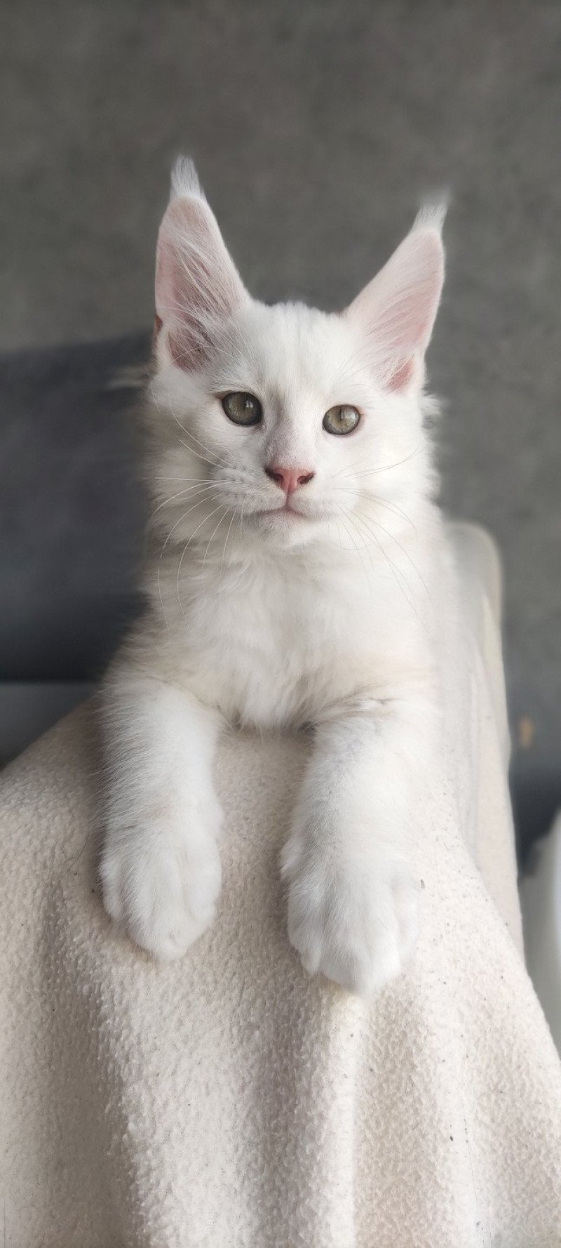 Yoda Jetpet's coon Mâle Maine coon