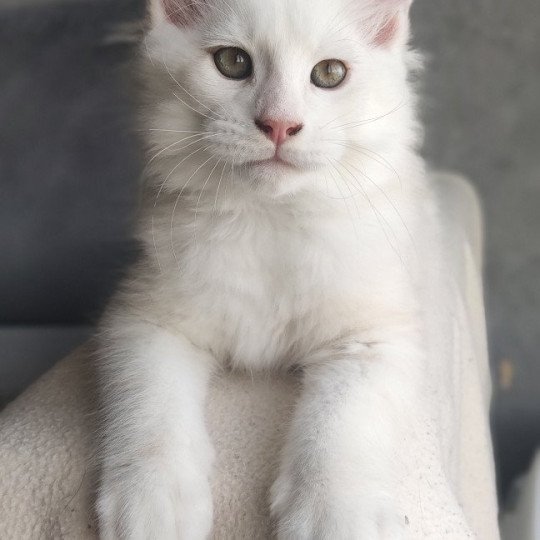 Yoda Jetpet's coon Mâle Maine coon