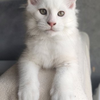chaton Maine coon red silver shaded Yoda La Jet Pet's Coon