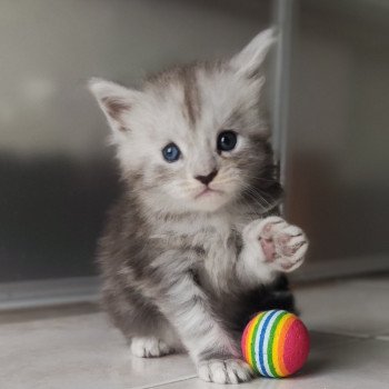chaton Maine coon blue silver blotched tabby Ypnose La Jet Pet's Coon chaton Maine coon blue silver blotched tabby Ypnose La Jet Pet's Coon
