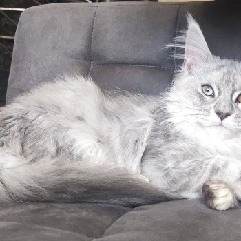 chaton Maine coon blue silver blotched tabby Ypnose La Jet Pet's Coon chaton Maine coon blue silver blotched tabby Ypnose La Jet Pet's Coon