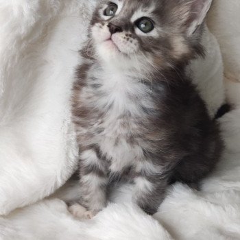 chaton Maine coon black tortie silver blotched tabby Ysis La Jet Pet's Coon