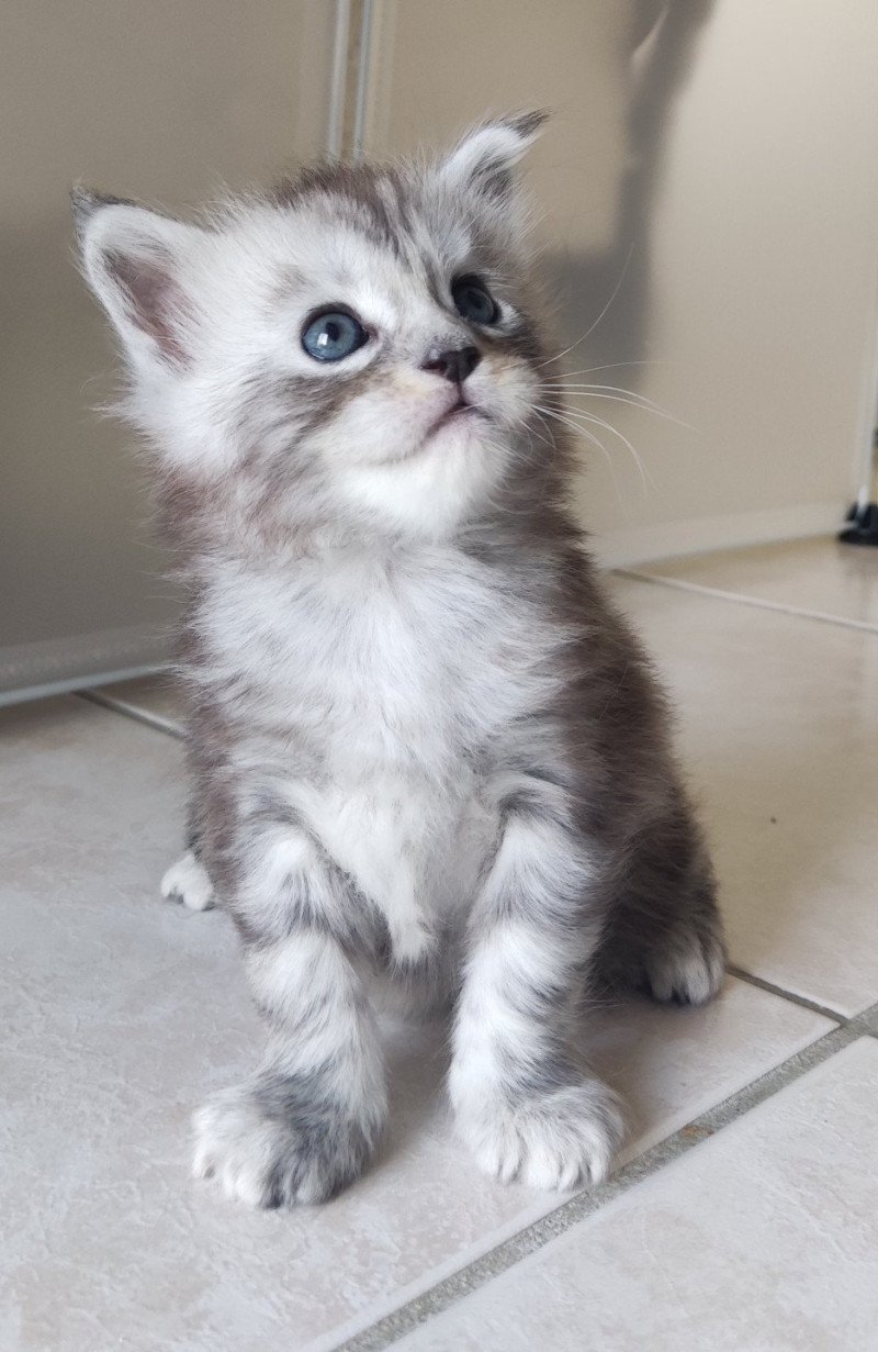 Yzy Jetpet's coon Femelle Maine coon