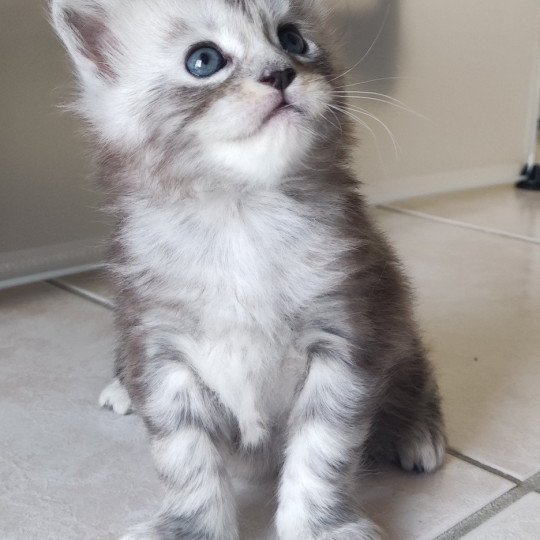 Yzy Jetpet's coon Femelle Maine coon