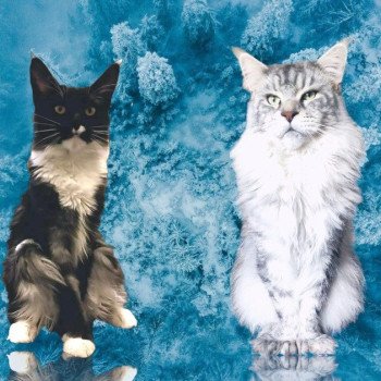 smooth&toto-Photoroom (1)